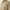 10073530 MNS Scenic Almond