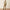 10073530 MNS Scenic Almond